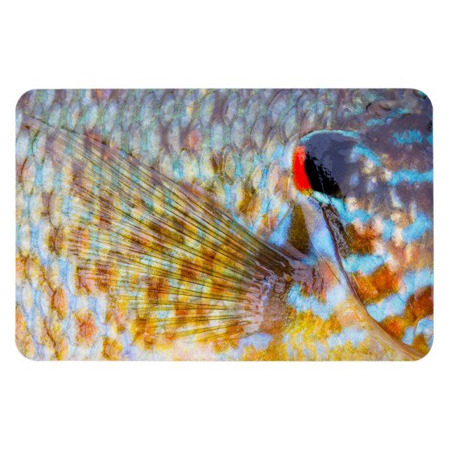 Ímã Primeiro Plano De Escamas De Peixe (Horizontal)