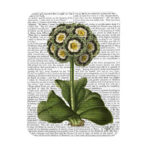 Ímã Primula Auricula Azul