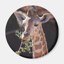 Imã Princesa Magnet #2