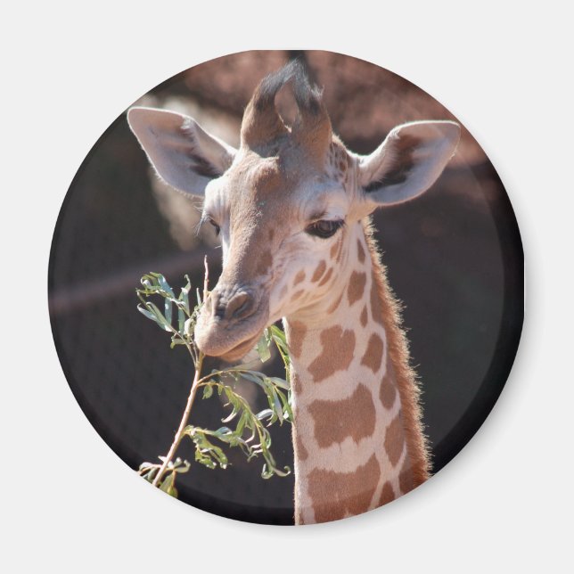 Imã Princesa Magnet #2 (Frente)