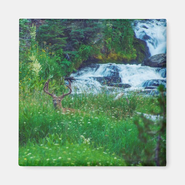 Imã Príncipe da Floresta (Frente)