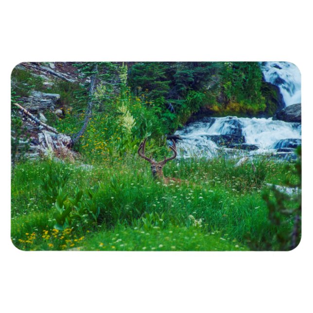 Ímã Príncipe da Floresta (Horizontal)