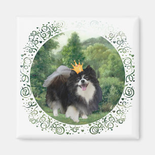 Imã Príncipe Pomerânia Preto