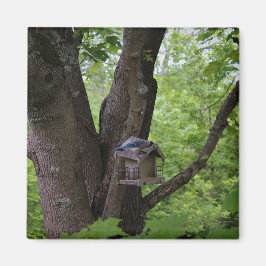 Imã Procurando uma mordida para comer