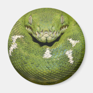 Imã Produto do cobra verde