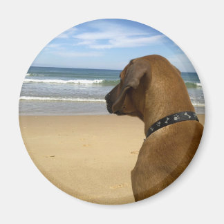 Imã Produtos Ridgeback da Rodésia