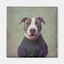 Projeto Shelter Pets - Major Good Boy