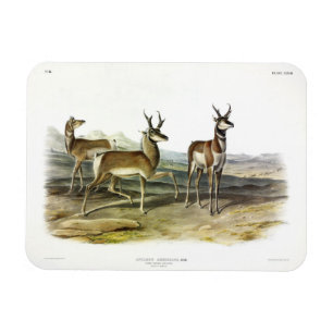Ímã Pronghorn (Antílope de Coroa Pong), por Audubon