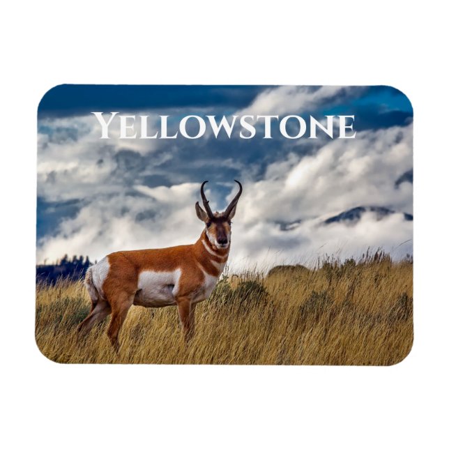 Ímã Pronghorn em Meadow, Yellowstone NP (Horizontal)