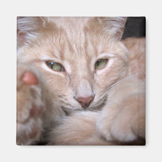 Imã Proporções Legendárias (Frente)