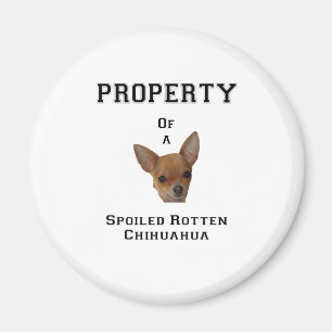 Imã Propriedade de uma chihuahua podre estragada