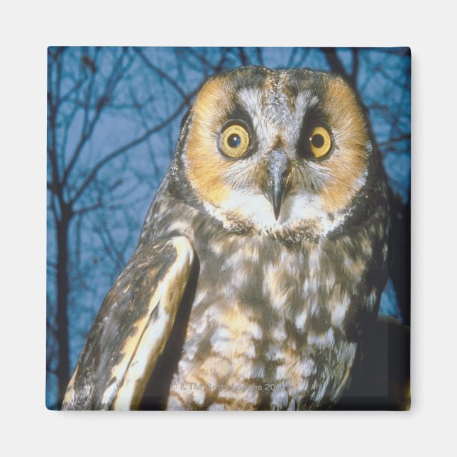 Imã Próprio Espetado (Frente)