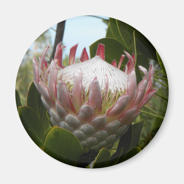 Imã Protea Flower Hawaii Magnet (Frente)