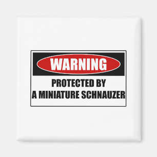 Imã Protegido por um Schnauzer diminuto