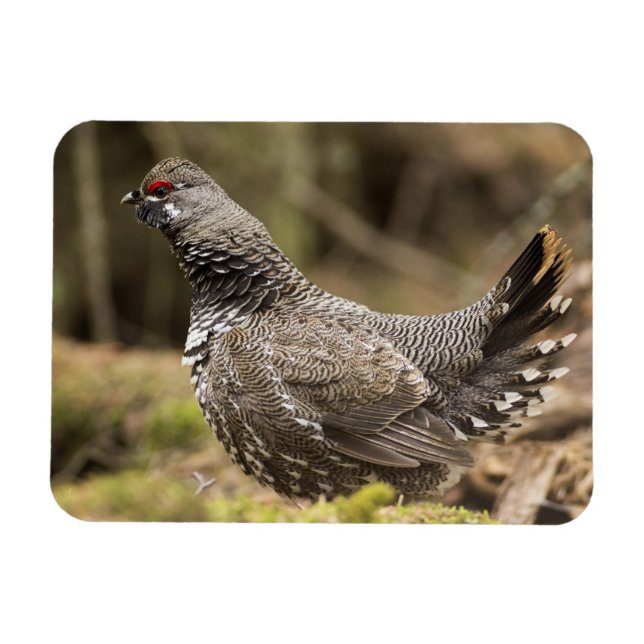 Ímã Proud Grouse (Horizontal)