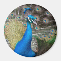 Proud Peacock