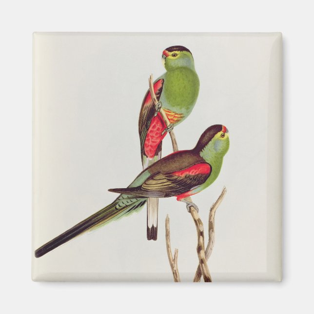 Imã Psephotus Pulcherrimus (Frente)