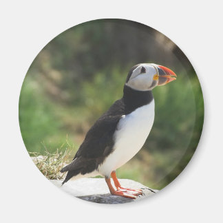 Imã Puffin