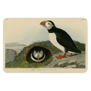 Ímã Puffin Atlântico das Aves da América de Audubon