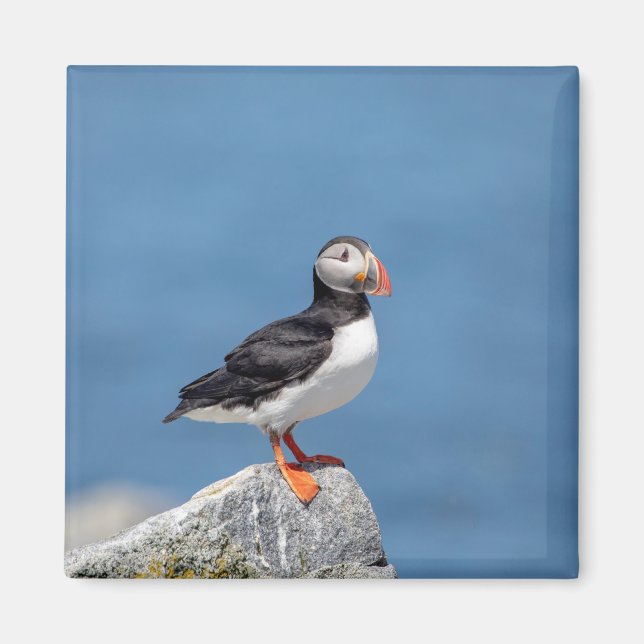 Imã Puffin Atlântico em Machias, Maine (Frente)