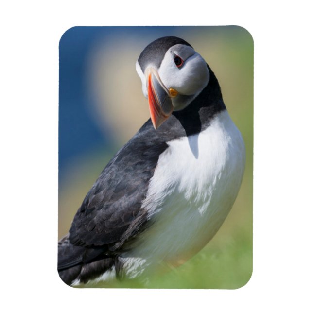 Ímã Puffin Atlântico (Fratercula Arctica) No Cliff 2 (Vertical)