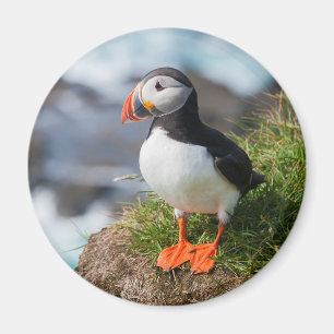 Imã Puffin Fratercula Arctica