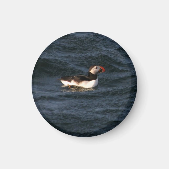 Imã Puffin Magnet (Frente)