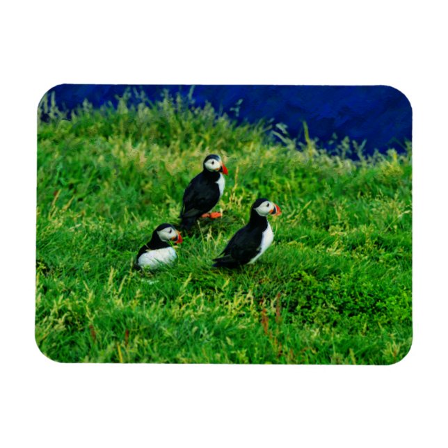 Ímã Puffins (Horizontal)