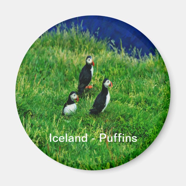 Imã Puffins Islandeses (Frente)
