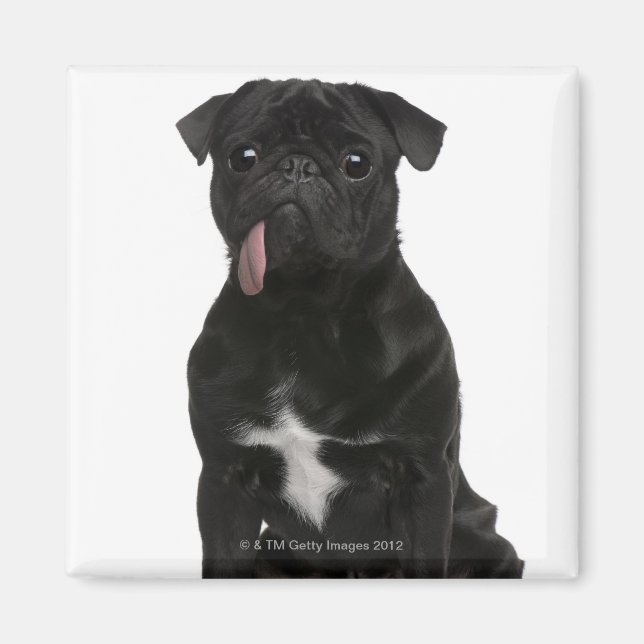 Imã Pug (1 ano) sentado com a língua pendurada (Frente)