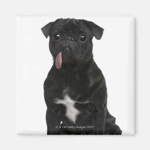 Imã Pug (bebê de um ano) que senta-se com sua
