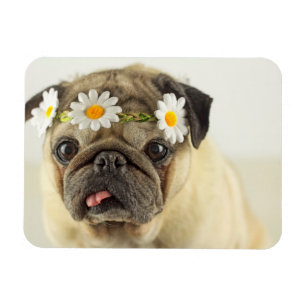 Ímã Pug com Daisy Crown