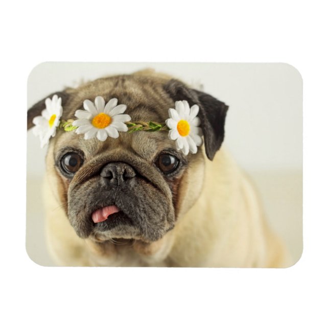 Ímã Pug com Daisy Crown (Horizontal)