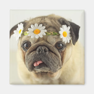 Imã Pug com Daisy Crown