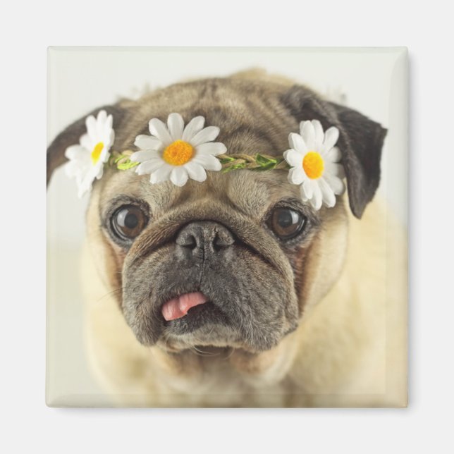 Imã Pug com Daisy Crown (Frente)