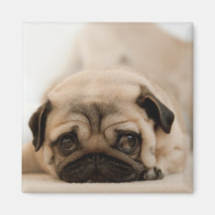 Imã Pug da fêmea de Tan