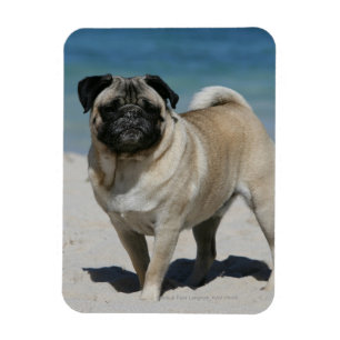 Ímã Pug da jovem corça na praia