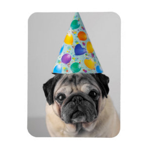 Ímã Pug de Partido