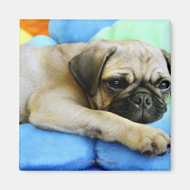 Imã Pug deitado em travesseiros (Frente)