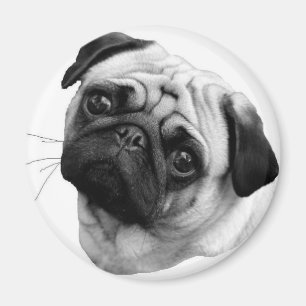 Imã Pug Dog
