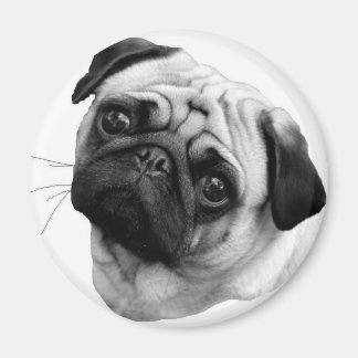 Imã Pug Dog