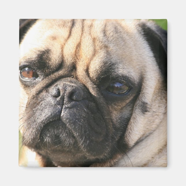 Imã Pug Dog Breed Magnet (Frente)