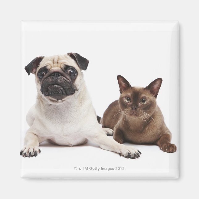 Imã Pug e gato birmanês (Frente)