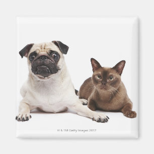 Imã Pug e gato Burmese