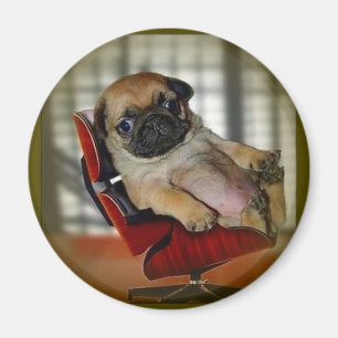 Imã Pug ele!