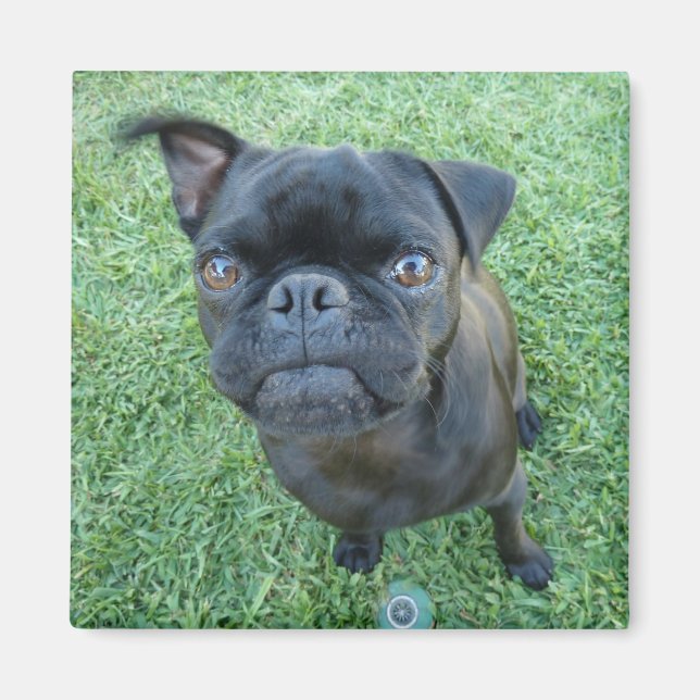 Imã Pug filhote de ímã (Frente)