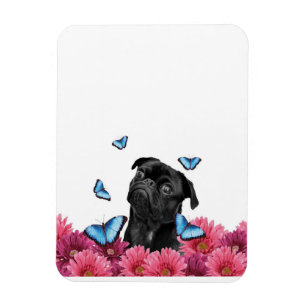 Ímã Pug Gerbera Butterflies   Cachorro Negro