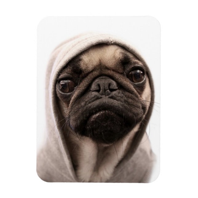 Ímã Pug In A Hoodie (Vertical)