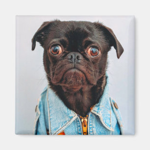 Imã Pug in Denim Jackey Cachorro Adorável