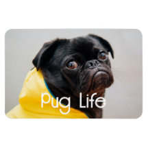 "Pug Life" (Vida Útil) Imagem Fotográfica Totalmen